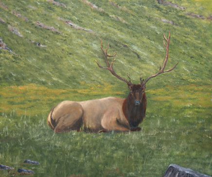 ElkResting640 2.jpg