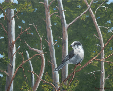 CanadaJay640.jpg