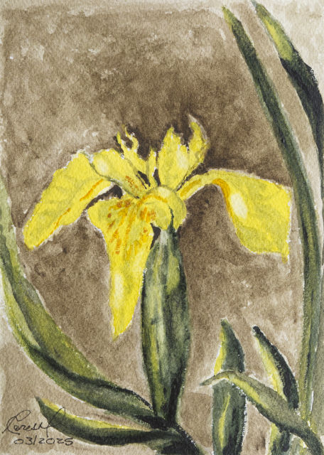 <B>Iris faux-acore</B> <BR>Aquarelle sur papier <BR>17.78 cm x 12.7 cm (7