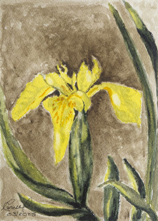 Wild Yellow Iris 640.jpg