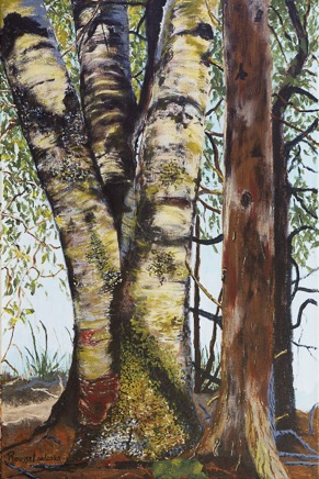 Birch&Cedar640.jpg