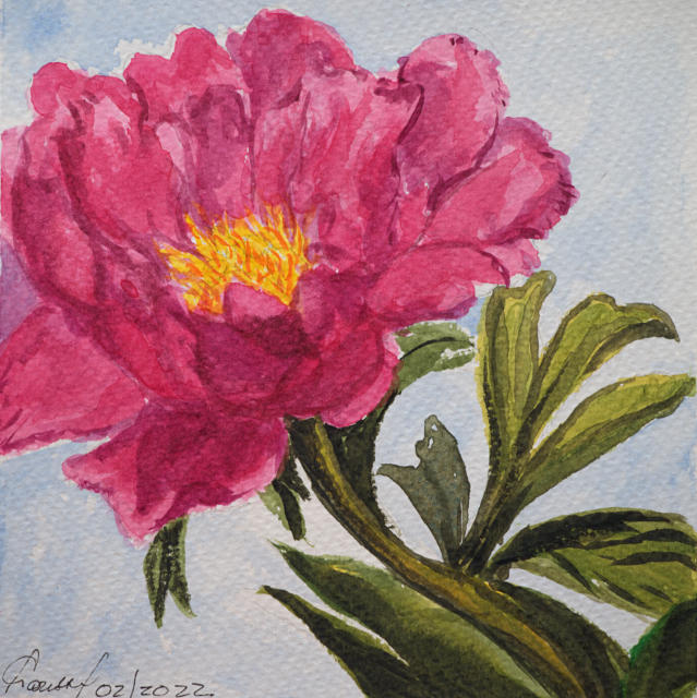 Peony640