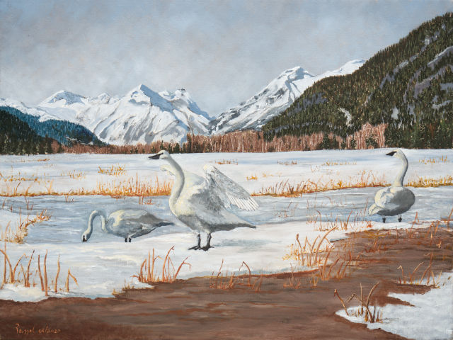 TrumpeterSwans640