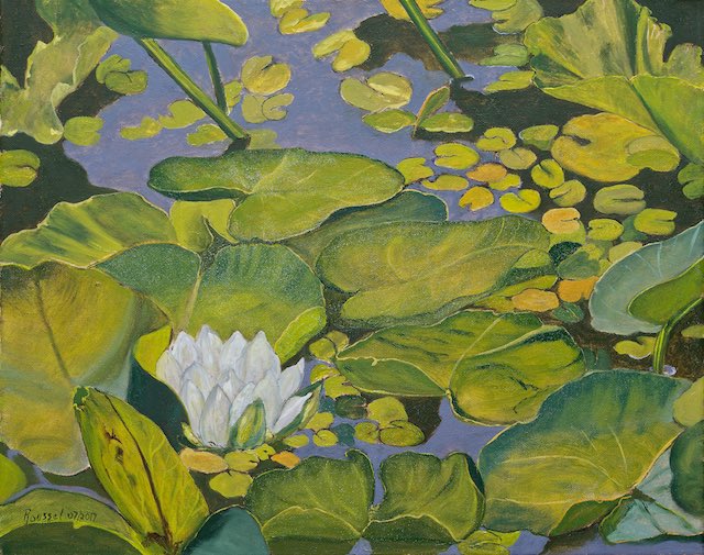 Water Lily 640