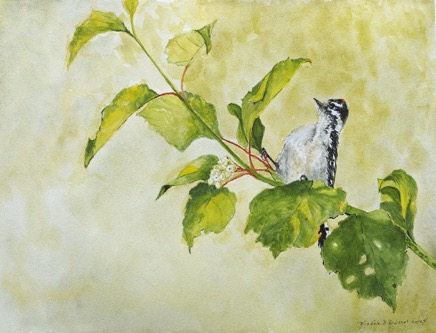 DownyWoodpecker640.jpg