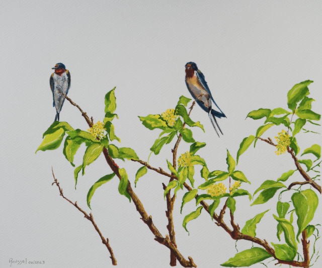 <B>Barn Swallows</B> <span style=color:purple>●</span>  <BR>Gouache on paper <BR>29.2 cm x 39.4 cm  (11.5