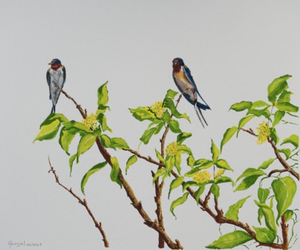 BarnSwallows640.jpg