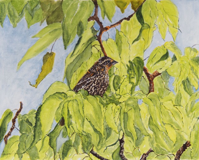 <B>Red-winged Blackbird</B> <BR>Female in a Field  <BR>Gouache on paper <BR>24.1 cm x 19.1 cm  (9.5