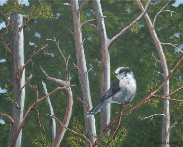 <B>Canada Jay</B>  <BR>Oil on canvas <BR>40.64 cm x 50.8 cm  (16