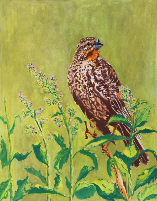 <B>Canada Jay</B>  <BR>Oil on canvas <BR>40.64 cm x 50.8 cm  (16