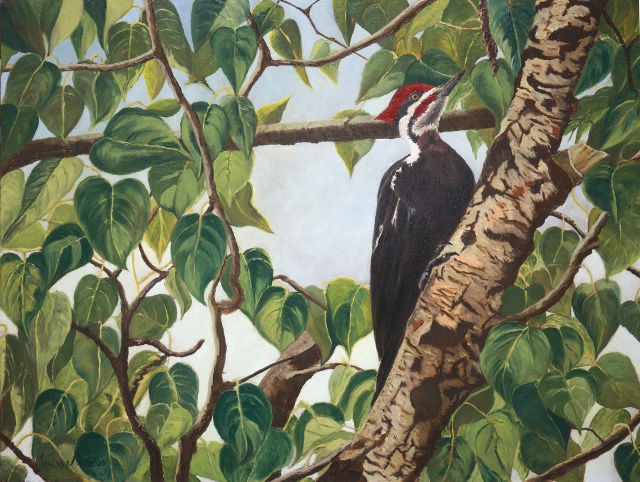 <B>Pileated Woodpecker - male</B> <BR>Oil on birch panel  <BR>60.96 cm x 45.72 cm  (24