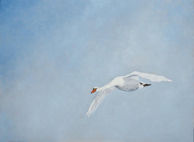 <B>Mute Swan</B> <BR>Oil on Birch panel  <BR>45.72 cm x 60.96 cm  (18