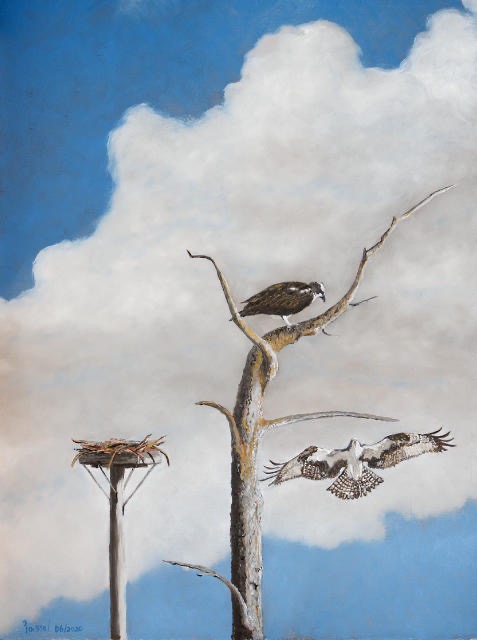 <B>Ospreys</B> <span style=color:orange>●</span>  <BR>Oil on birch panel  <BR>60.96 cm x 45.72 cm  (24