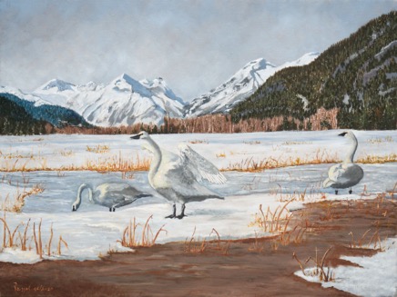 TrumpeterSwans640.jpg