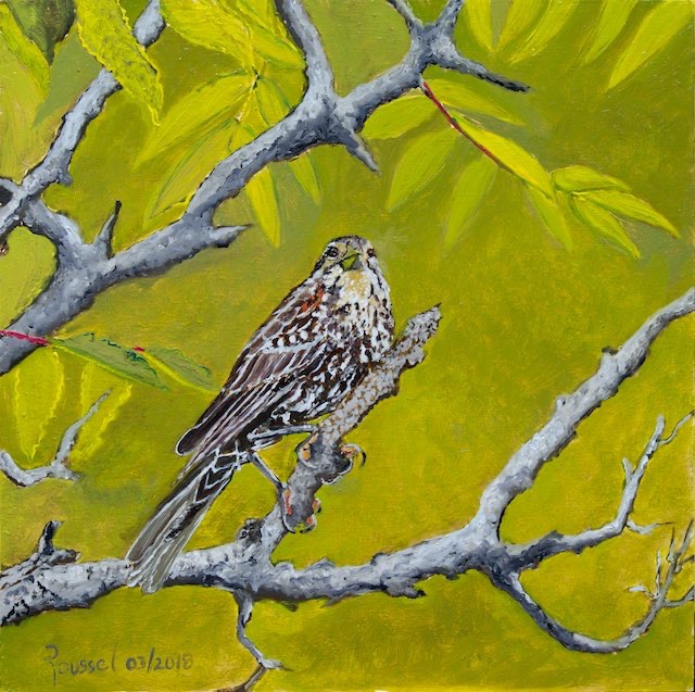 <B>Red-tailed Hawk</B> <BR>Acrylic on canvas  <BR>25.4 cm x 50.8 cm (10” x 20”) - 2016