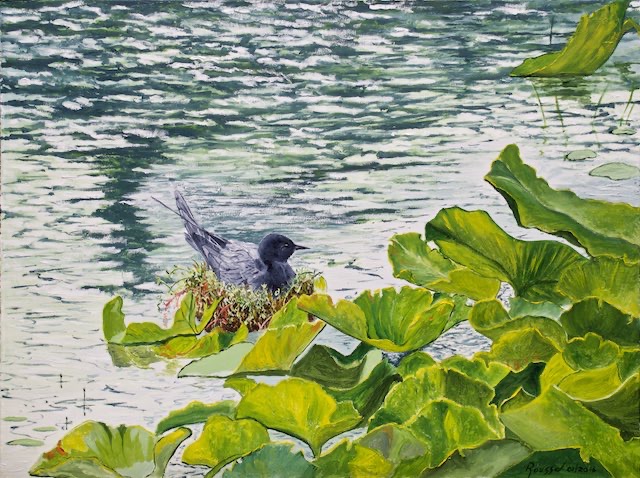 <B>Black Tern Nesting</B>  <span style=color:purple>●</span>  <BR>Oil on gallery canvas  <BR>45.72 cm x 60.96 cm  (18
