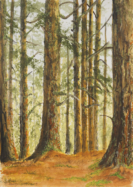 <B>Cathedral Grove</B> <BR>MacMillan Provincial Park</B> <BR>Vancouver Island, B.C.</B> <BR>Acrylic on gallery canvas</B> <BR>101.6 cm x 76.2 cm  (40