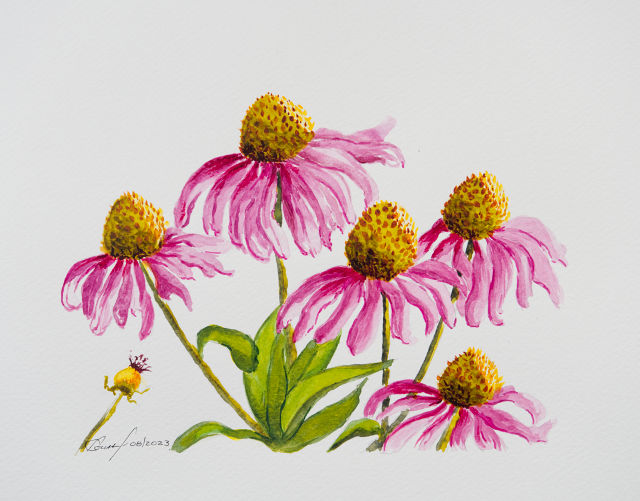 <B>Echinacea (Cornflowers)</B> <span style=color:purple>●</span>  <BR>Watercolour on paper <BR>19.1 cm x 24.1 cm  (7.5