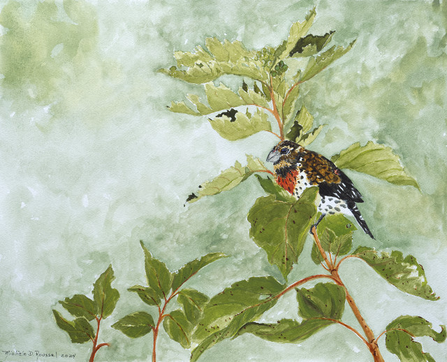 <B>Black-headed Grosbeak</B>  <BR>Mixed media - watercolour and gouache on paper<BR>24.1 cm x 19.1 cm  (9.5