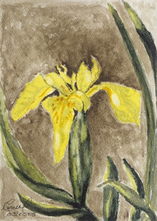 Wild Yellow Iris 640.jpg