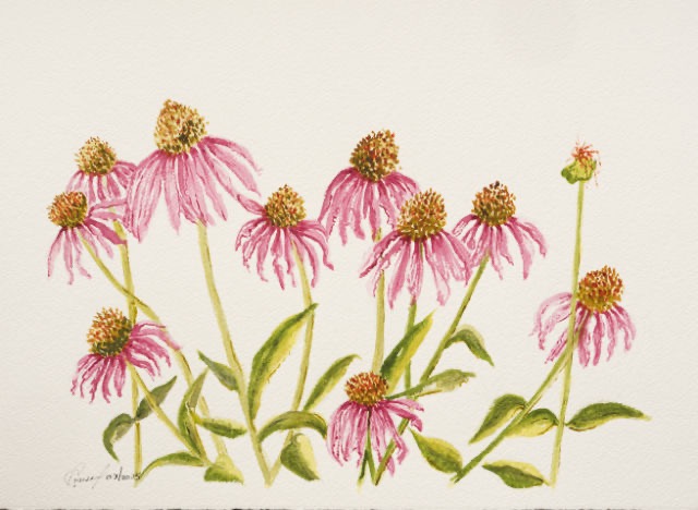<B>Coneflowers</B> <BR>Watercolour on paper <BR>29.21 cm x 39.37 cm (11.5