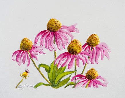 CornFlowers-640.jpg