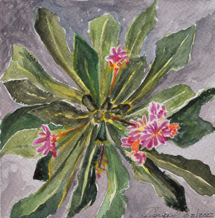 Lewisia640.jpg