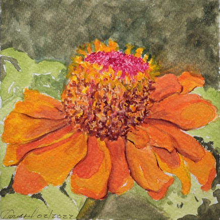 ZinniaSideView640.jpg