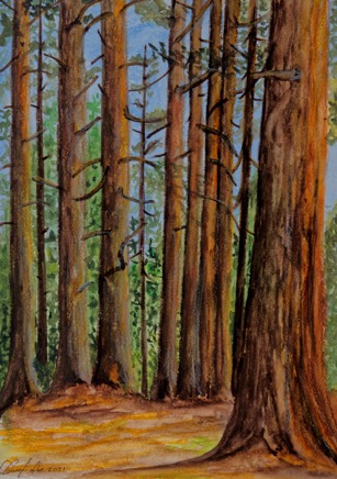 Forest - Mount Maxwell Provincial Park, Salt Spring Island - 640.jpg