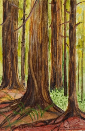 Cathedral Grove640.jpg