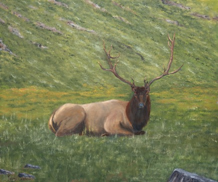 ElkResting640 2.jpg